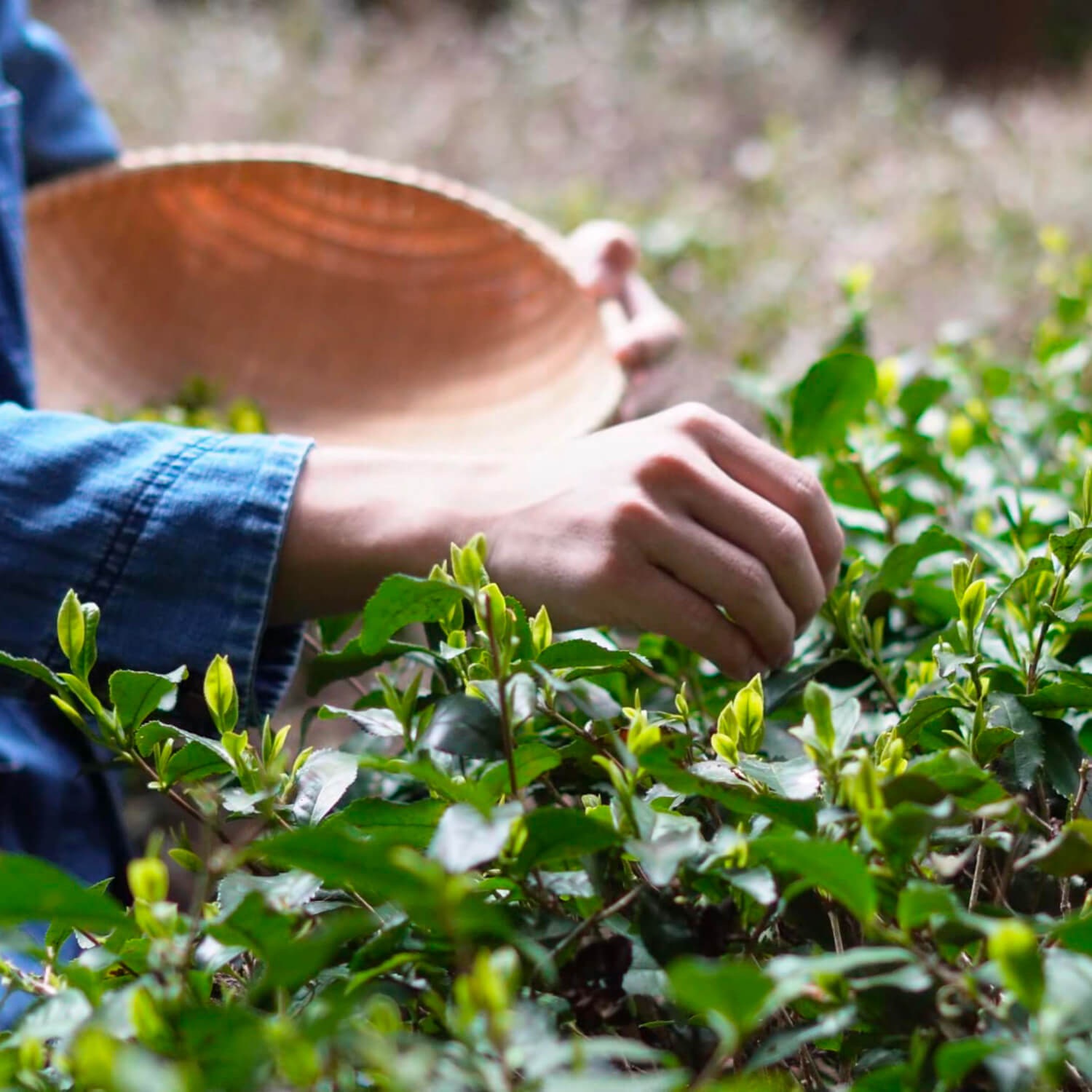 元祖檜山茶大髙園 ティーバッグ(4g×1個)
