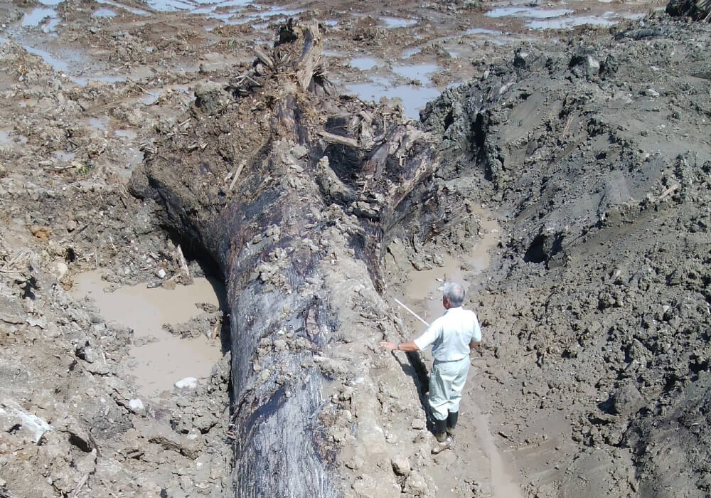 神代木(埋もれ木)とは