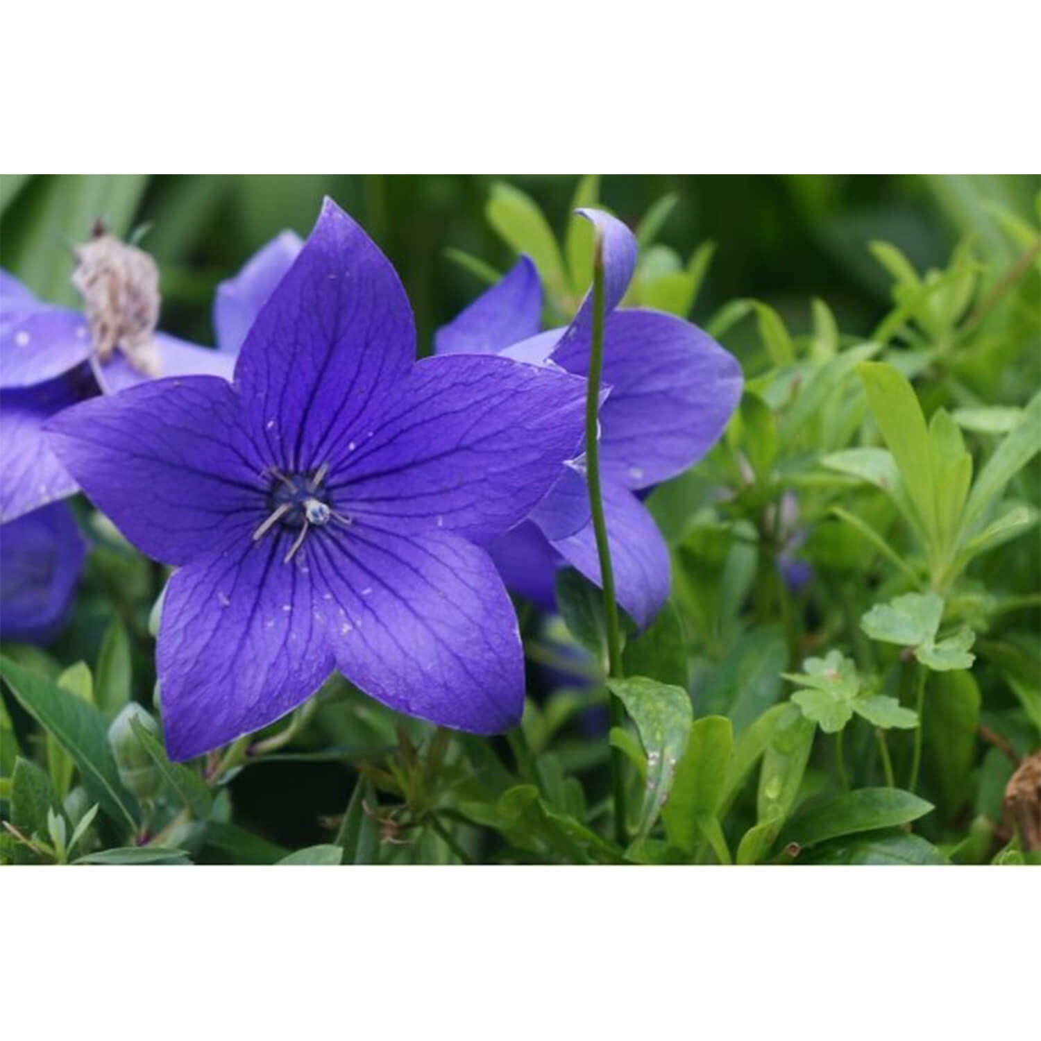 桔梗と玄米のノンカフェインコーヒー ドリップバッグ(10g×1袋)